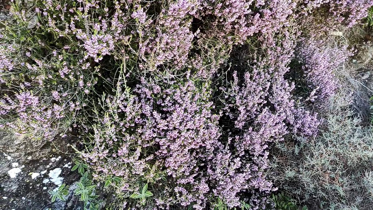 Μελισσοκομικά Φυτά Οκτωβρίου Ρέικι