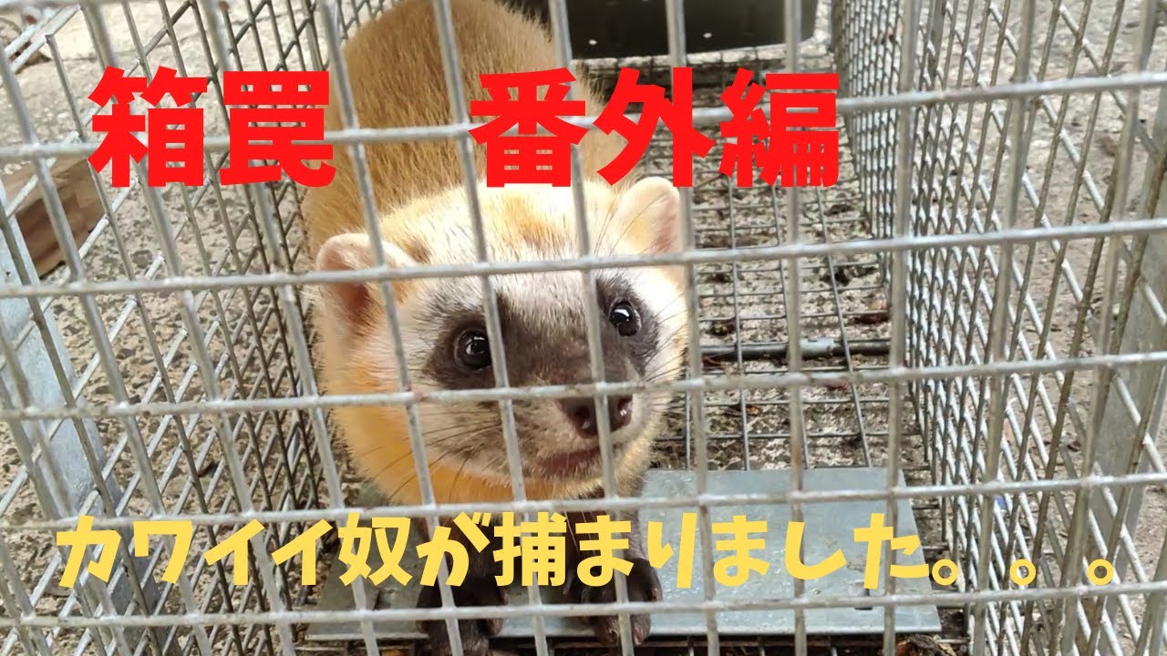 箱罠 番外編 テンｏｒイタチ カワイイ顔でした Youtube