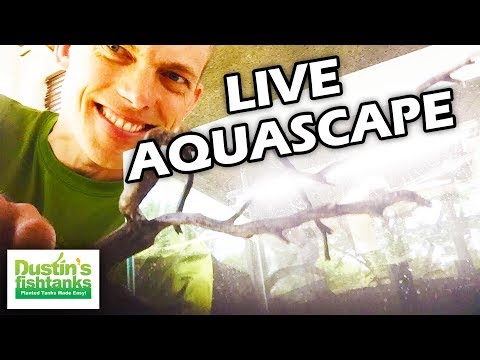 LIVE Planted Aquarium Setup - LIVE Planted Aquarium Setup