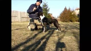American Staffordshire Terrier - Amstaff