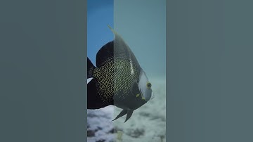 Base Correction Underwater LUTs - Visual Demo by Israel Gil