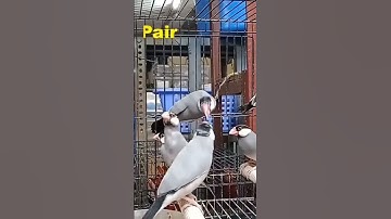 Java sparrow in a bird shop | Home sparrow #shorts #youtubeshorts #java