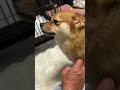 とんちゃん&ぺっぺこぺーvlog
