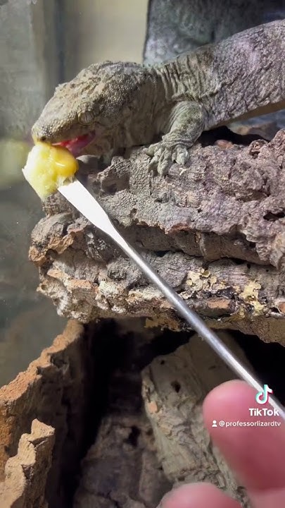 hand-feeding-world-s-largest-gecko-species-lizard-reptiles-reptile