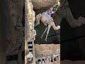 إنقاذ ناقه طايحه في بير 