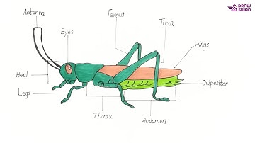 How to draw a grasshopper and label its parts