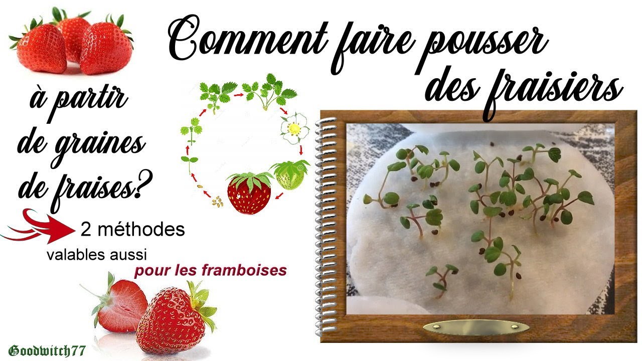 Comment faire pousser des fraisiers à partir des graines d'une fraise? Tuto valable pour framboises