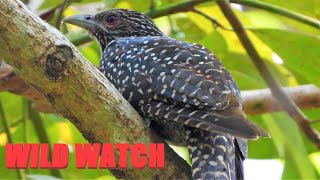 Asian Female Koel Bird Call (Cuckoo bird singing)