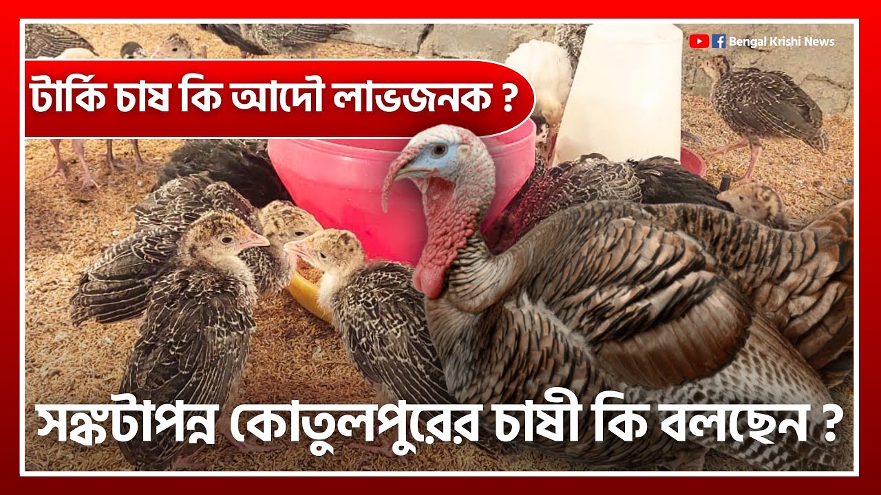 কেন টার্কি পাখিপালন ছাড়ছেন বাঁকুড়ার কৃষক? Turkey Farming Methods - Bengal Krishi News