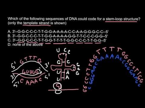 Video: Analyse Der Haarnadel-RNA-Transgen-induzierten Gen-Stummschaltung In Fusarium Oxysporum