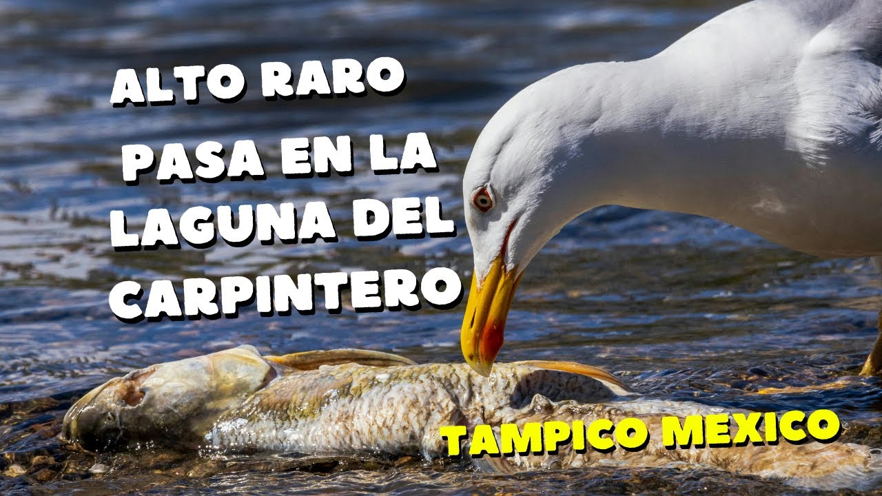ALGO RARO PASA EN LA LAGUNA DEL CARPINTERO - YouTube