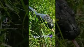 Bentley the Boelen's Python Content