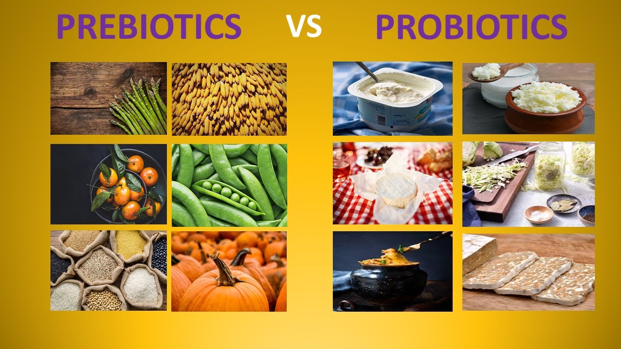 PREBIOTICS vs PROBIOTICS ( DIFFERENCES ) YouTube