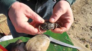Bottom Fishing Baits- The Fisherman Magazine screenshot 5