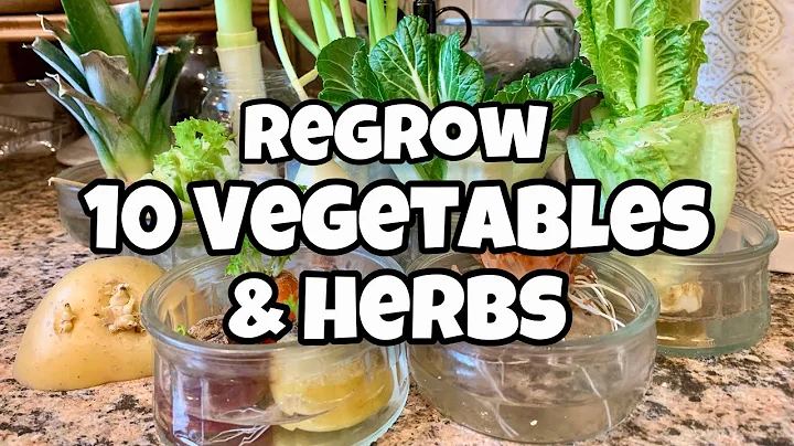 10 Vegetables You Can Regrow from Kitchen Scraps - Get FREE SEEDS! - DayDayNews