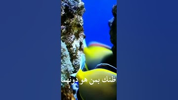 كرومات اسلاميه#القرآن_الكريم #تلاوات #الحديث #اكسبلور #food #funny #رمضان #عيد_الفطر