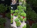 I just checked out a greenhouse in #milwaukee! 🍃 #plants #planttok #plant #greenhouse