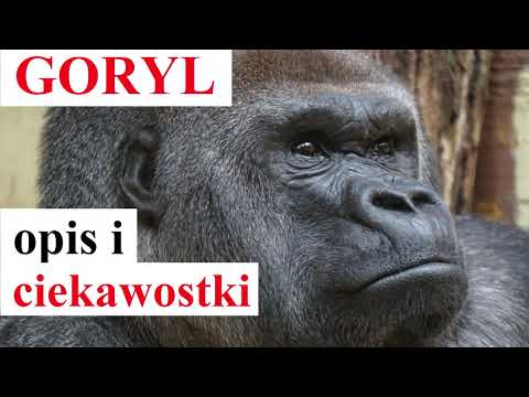 Wideo: Gorilla: zdjęcie, waga. Gdzie mieszkają goryle?