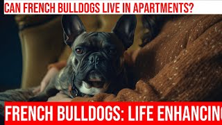 French Bulldogs: Perfect for Apartment Living! by Happy Hounds Hangout 1 view 1 month ago 3 minutes, 25 seconds