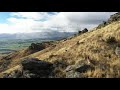 Fallow buck New Zealand