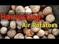 harvesting air potato | air potato plant | harvest potatoes