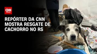 Repórter da CNN mostra resgate de cachorro no RS | AGORA CNN