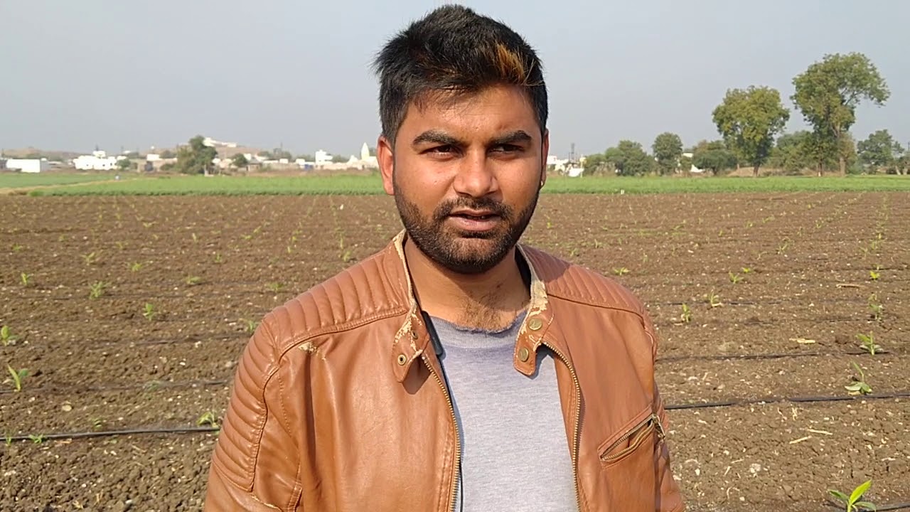 468- 3-BALRAM KISAN Banana केला पौध लगते समय किन बातों का ध्यान रखे ताकि सारे पौधे सेट हो 9424538222