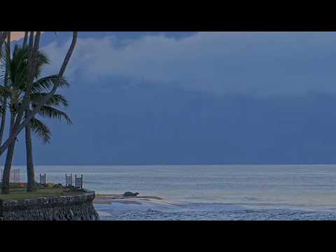 Sep 15, 2026: Endangered Hawaiian Monk Seal Rests on Maui Beach—Then Returns to Sea