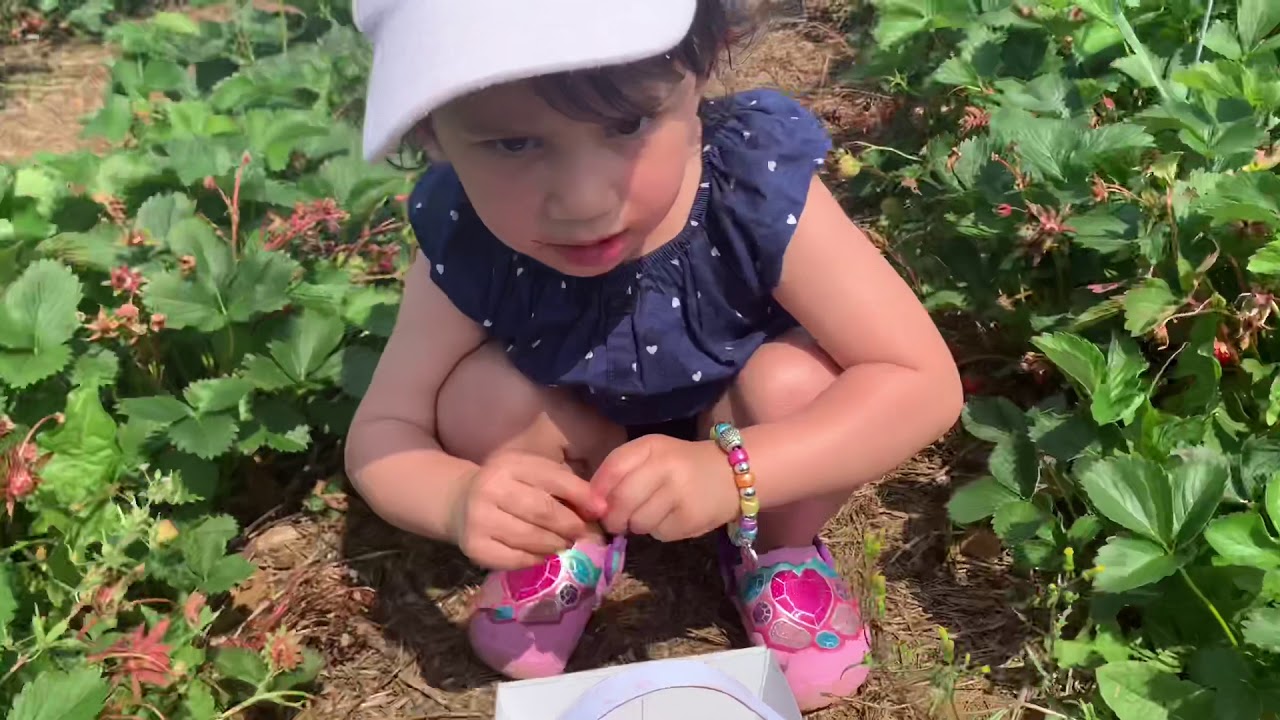 Strawberry picking youtube