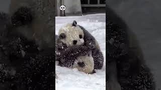 panda yang lagi bercanda