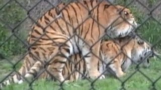 Tigers sex at the zoo