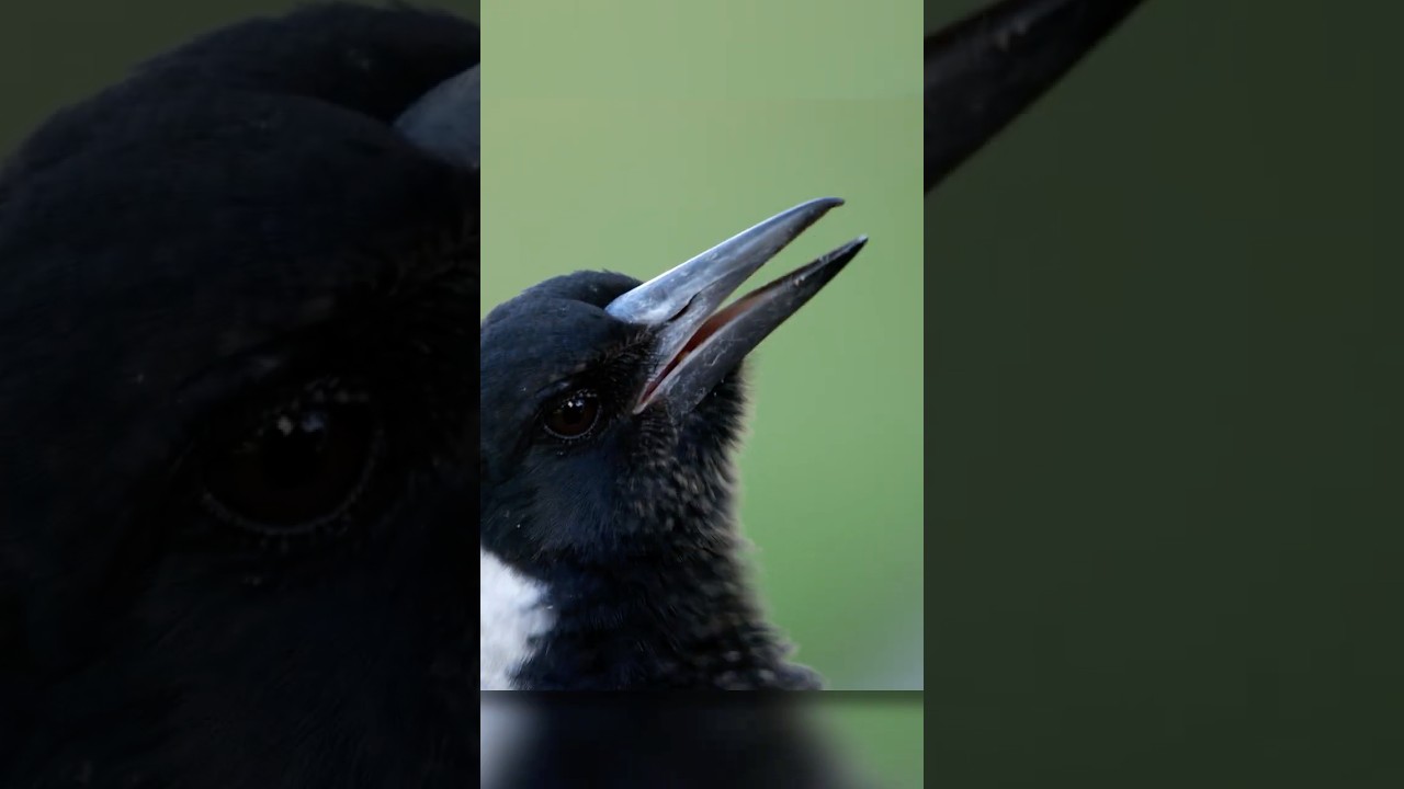 Magpie Babies Singing 