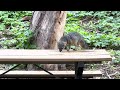 Adorable Island Fox