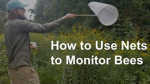 How to Capture Bees with Nets for Bee Monitoring Programs