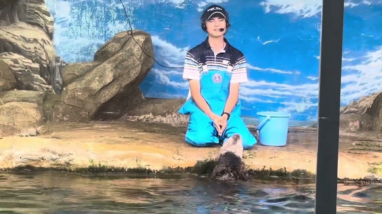 【可愛い！】ラッコの「リロ」お食事タイム　マリンワールド海の中道　So cute! Sea otter feeding time at Marine World Umi-no-Nakamichi