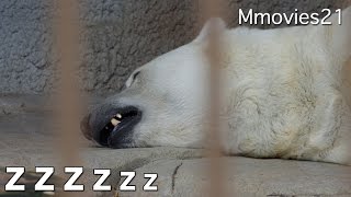 The breathing of Polar Bear's asleep ホッキョクグマの寝息