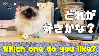 バーマン猫ガブとラフ【どれが好きかな？】Which one do you like?（バーマン猫）Birman/Cat by J 95 views 3 weeks ago 3 minutes, 40 seconds