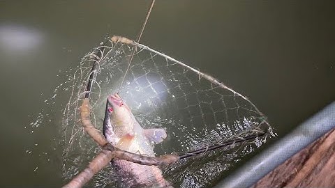 Giăng câu đêm mùa nước mặn mồi này dính cá Sủ và cá Ngát | Cù Lao Dung Vlogs #373