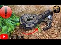 Snakes vs mouse couleuvrepython