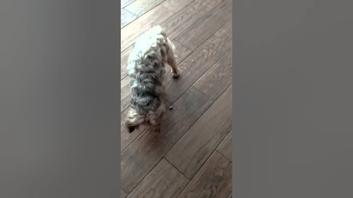 Silly Yorkie