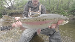 Chasing Big Chungus, The Biggest Trout In The Stream.