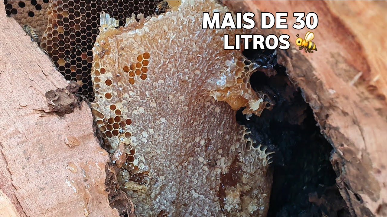 ESSA É DAS BOA!! ABELHA SUPEROU OS 30 LITROS DE MEL!! 😱🐝