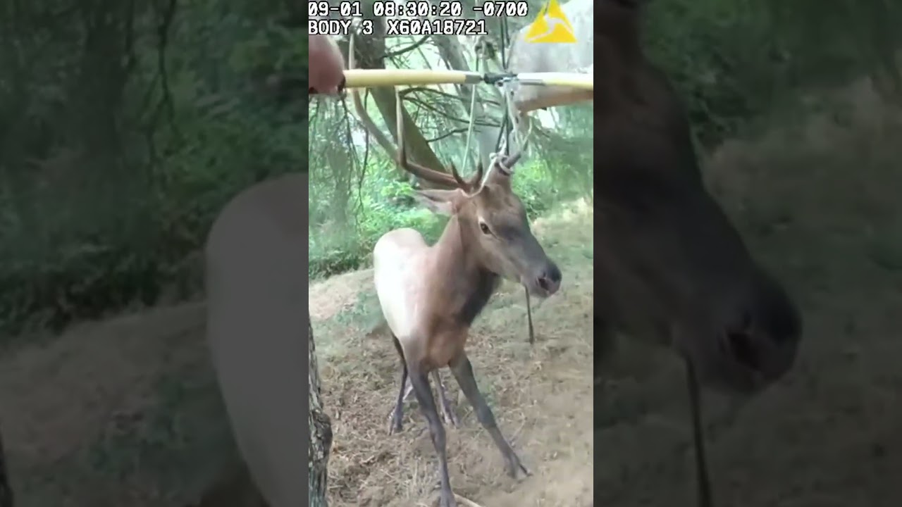 Sheriff’s deputies help free an elk after his antlers get tangled in a tree rope swing #Shorts