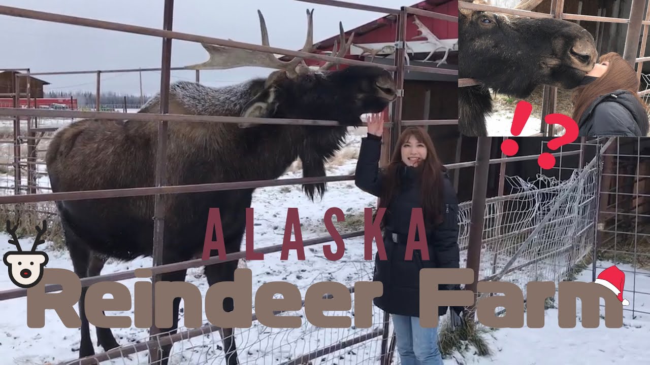 21 Visiting The Reindeer Farm アラスカのトナカイ牧場でムースとキス Youtube 21 Visiting The Reindeer Farm アラスカのトナカイ牧場でムースとキス Youtube