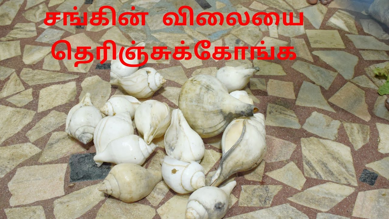 தூத்துக்குடி | சங்கு விற்பனை நேரடி காட்சி | MUTHUNAGAR MEENAVAN