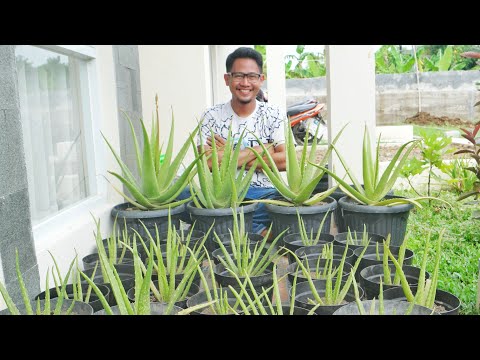 Video: Bagaimana Cara Memindahkan Aloe? Memindahkan Pucuk Atau Berbunga Lidah Buaya Ke Periuk Lain Selangkah Demi Selangkah Di Rumah
