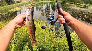 Pond Fishing for WILD Brook TROUT!! (Catch, Clean, Cook)