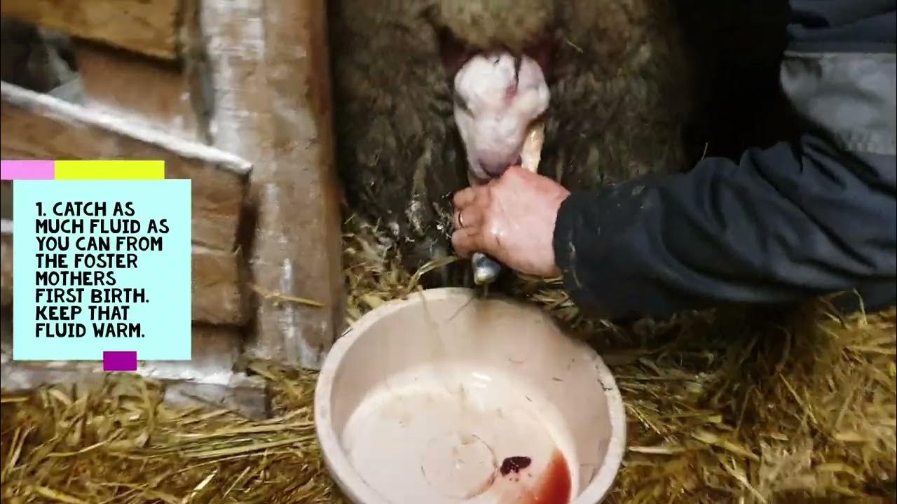 Ewe Wet Adoption Pet Lambs Surplus Lambs Foster YouTube