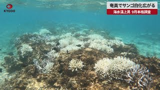 【速報】奄美でサンゴ白化広がる 海水温上昇、9月本格調査