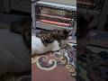 وقت البنت بتتمرد على امها Funny ضحك اكسبلور Cat قطط النظافه Kitten اهميه الوكره Cute 